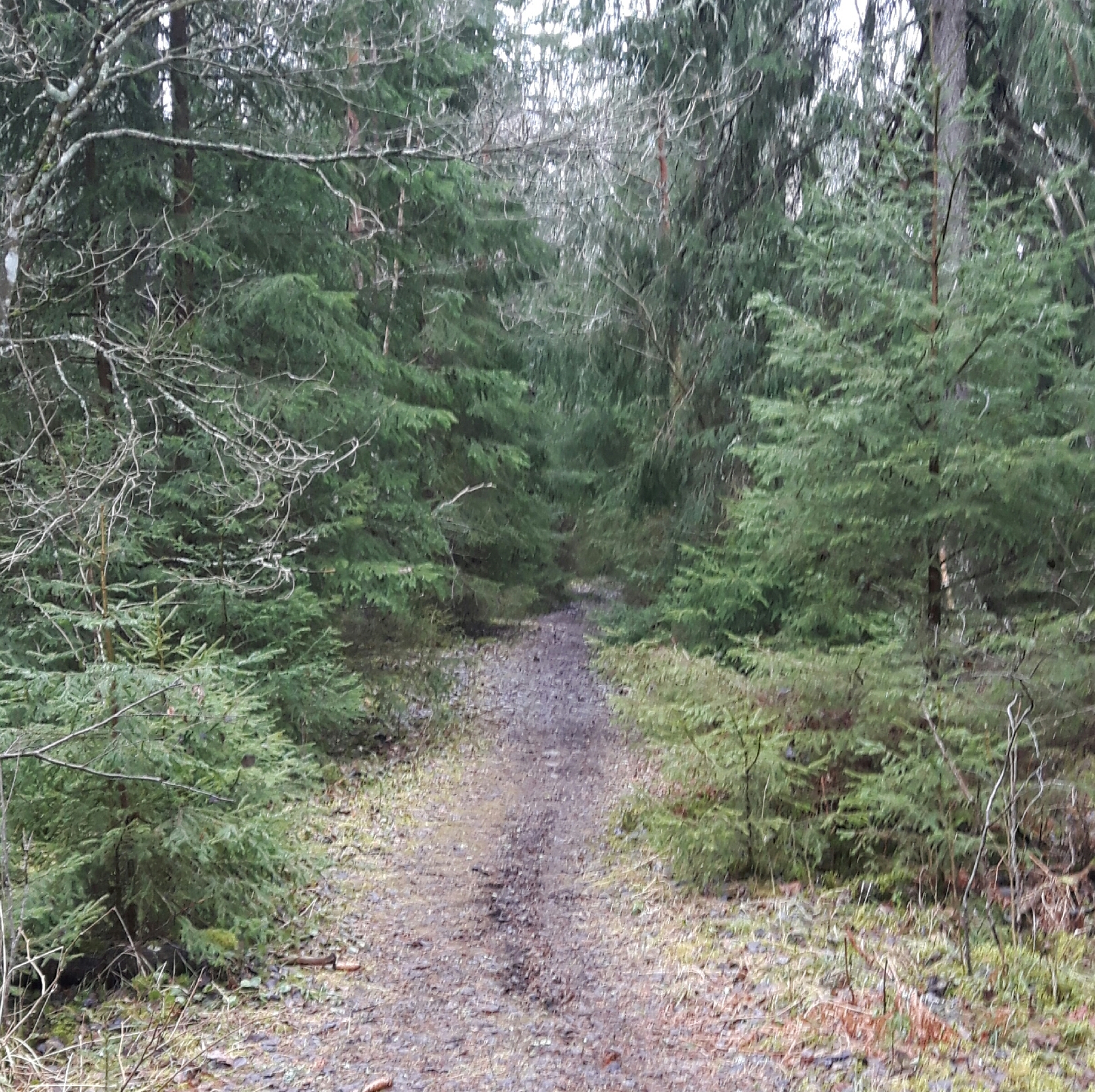 Farväl av hemma skogen.